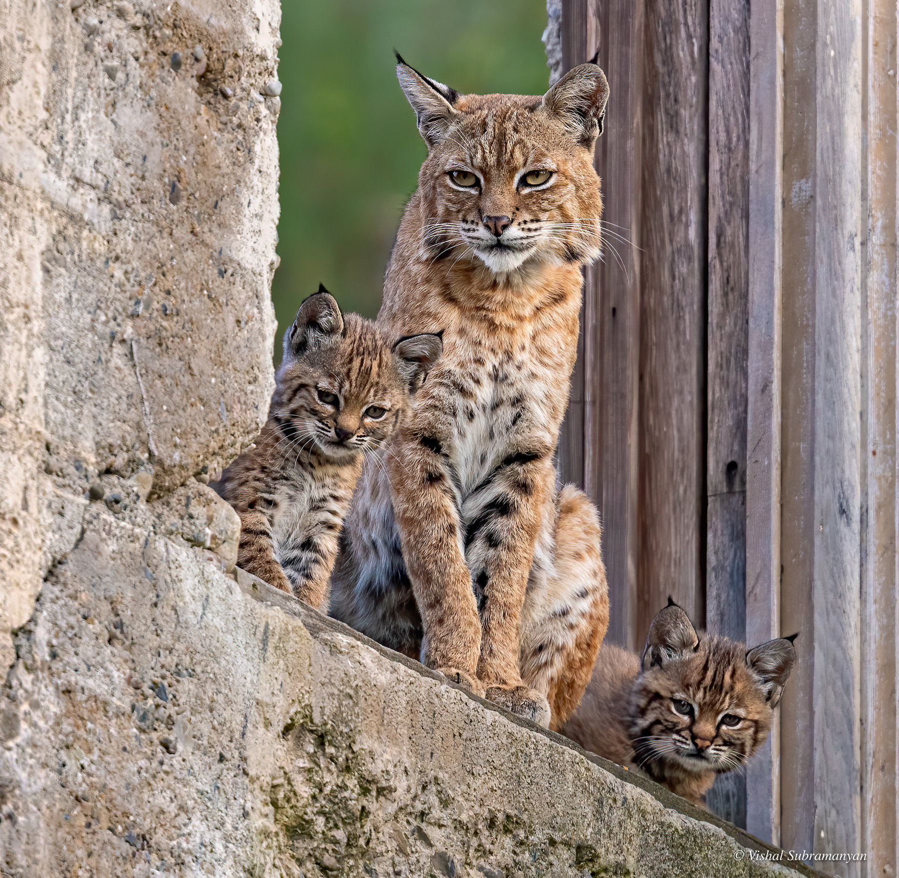 A mother bobcat and two of her kittens look out from a window opening in an old building