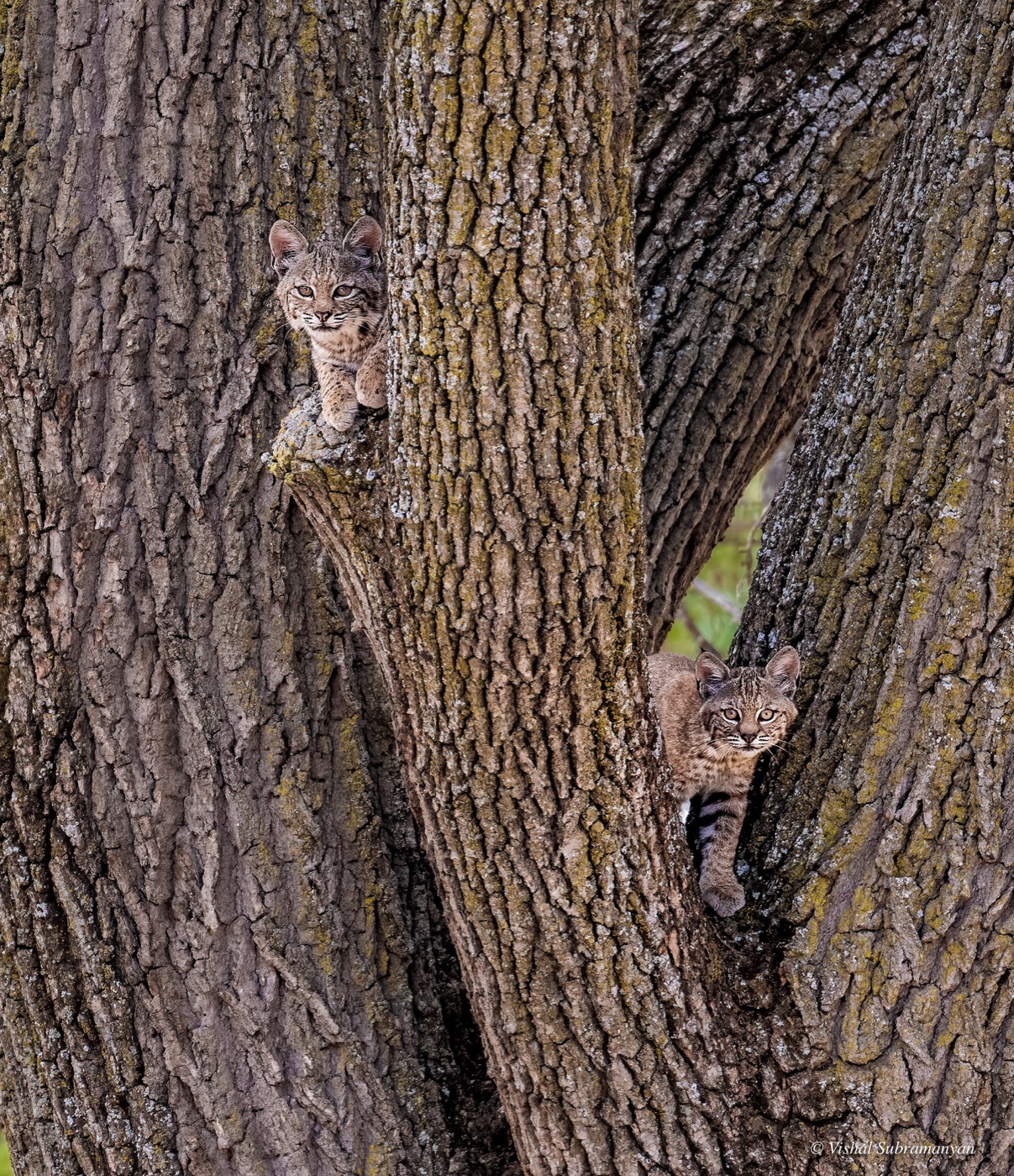 Two bobcat kittens peer out from the trunk of an oak